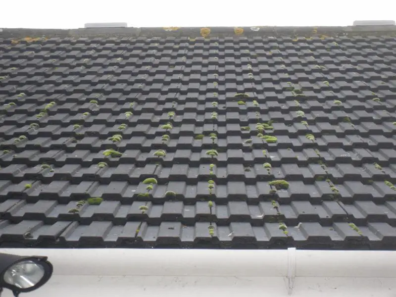 Moss on tiles- leaking roof!