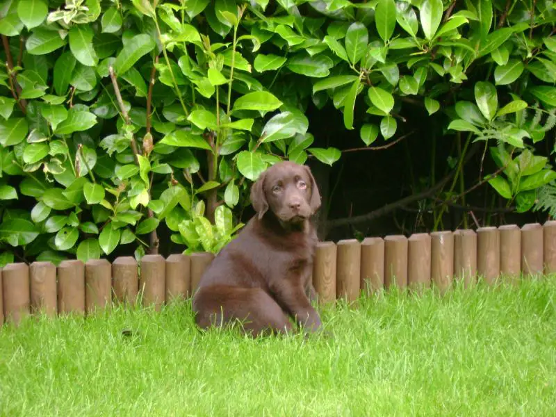 Our New Choc Lab (2007)