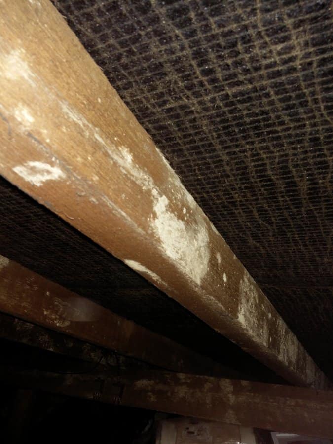 Close-up of a wooden roof rafter in a loft space showing patchy white powdery deposits on the timber surface, with dark bitumen roofing felt visible above.