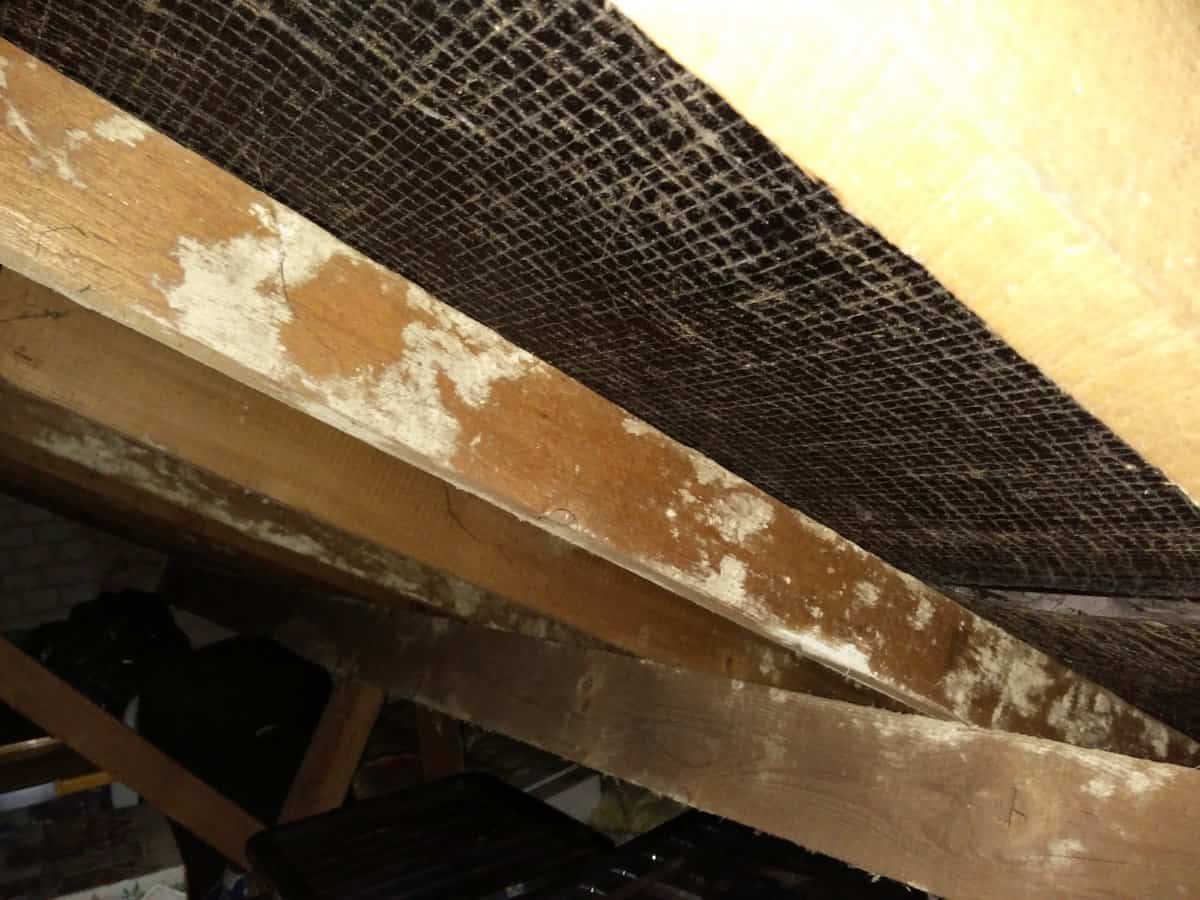 Underside view of loft rafters with white chalky deposits and discolouration on the timber, dark mesh-reinforced bitumen felt above and stored items visible below.