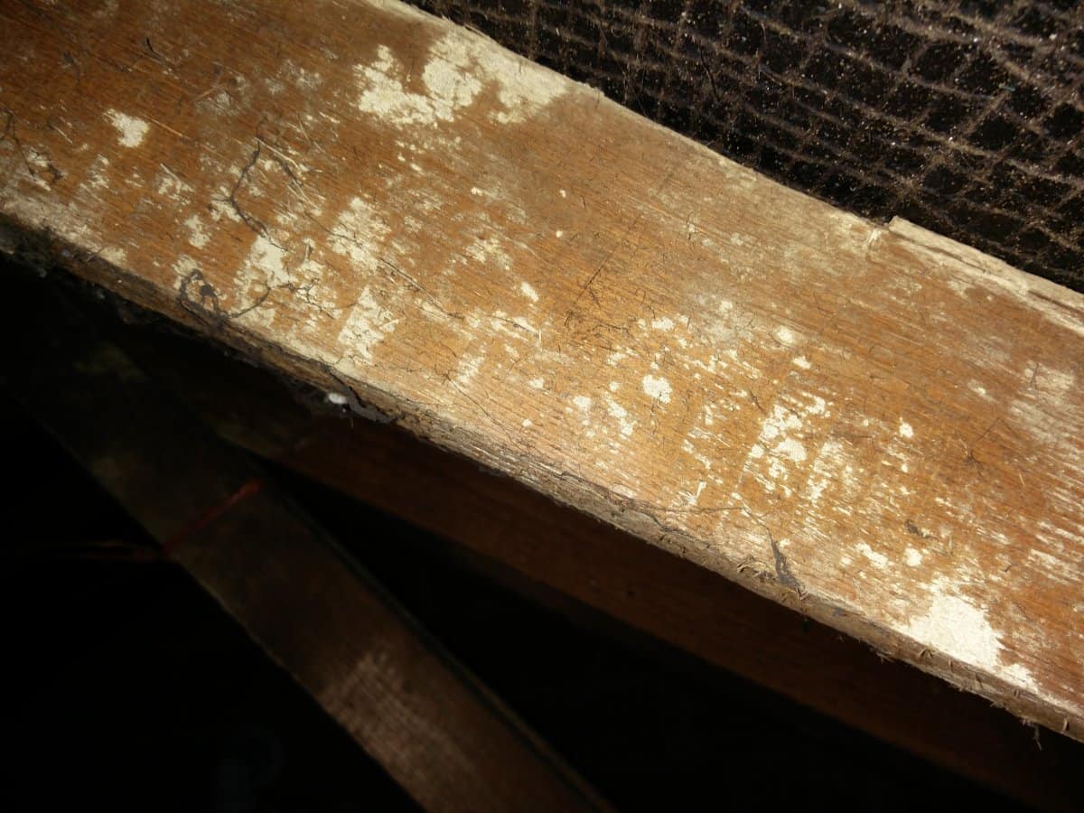 Detailed close-up of a single wooden roof rafter showing white powdery residue, surface cracking and grain checking, with bitumen roofing felt in the background.