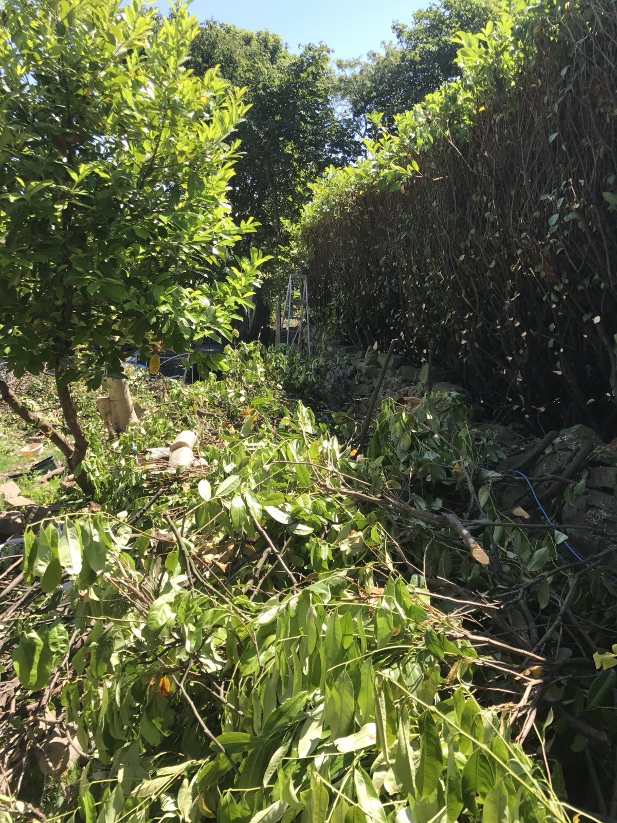 Cutting thick hedges DIYnot Forums