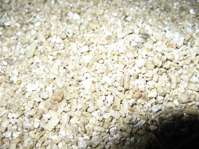01a Vermiculite Close Up.JPG