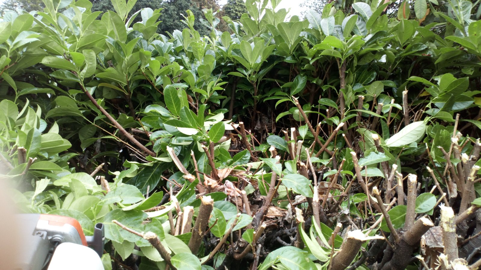 Cutting thick hedges DIYnot Forums