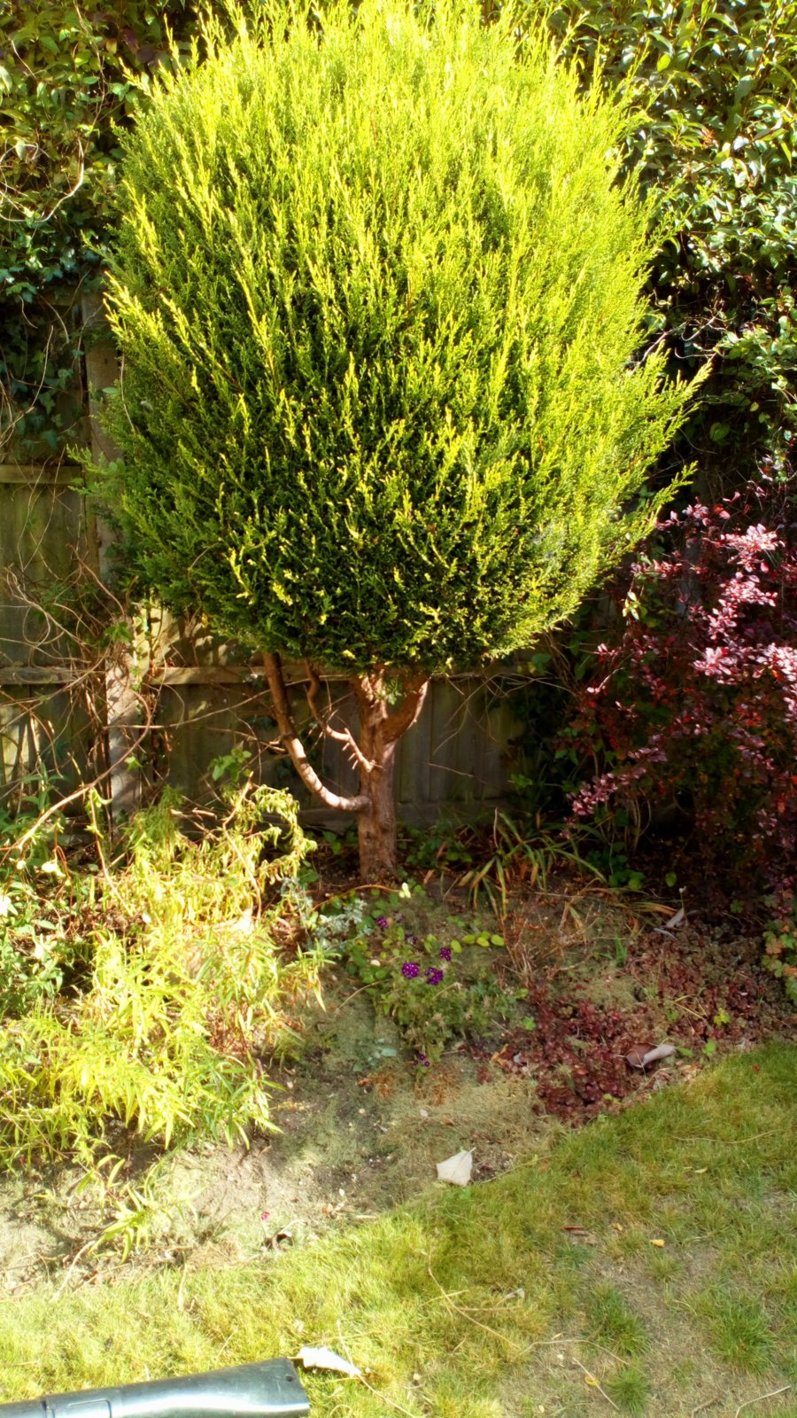 Cutting conifers over borders DIYnot Forums