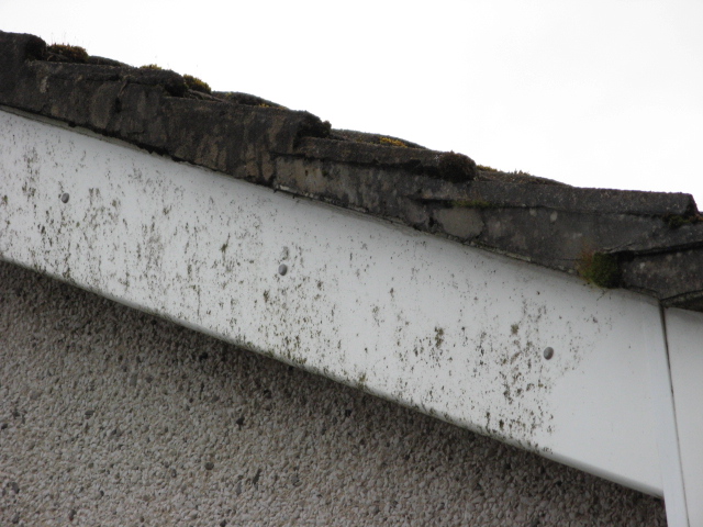 14a Undercloak Close Up.JPG