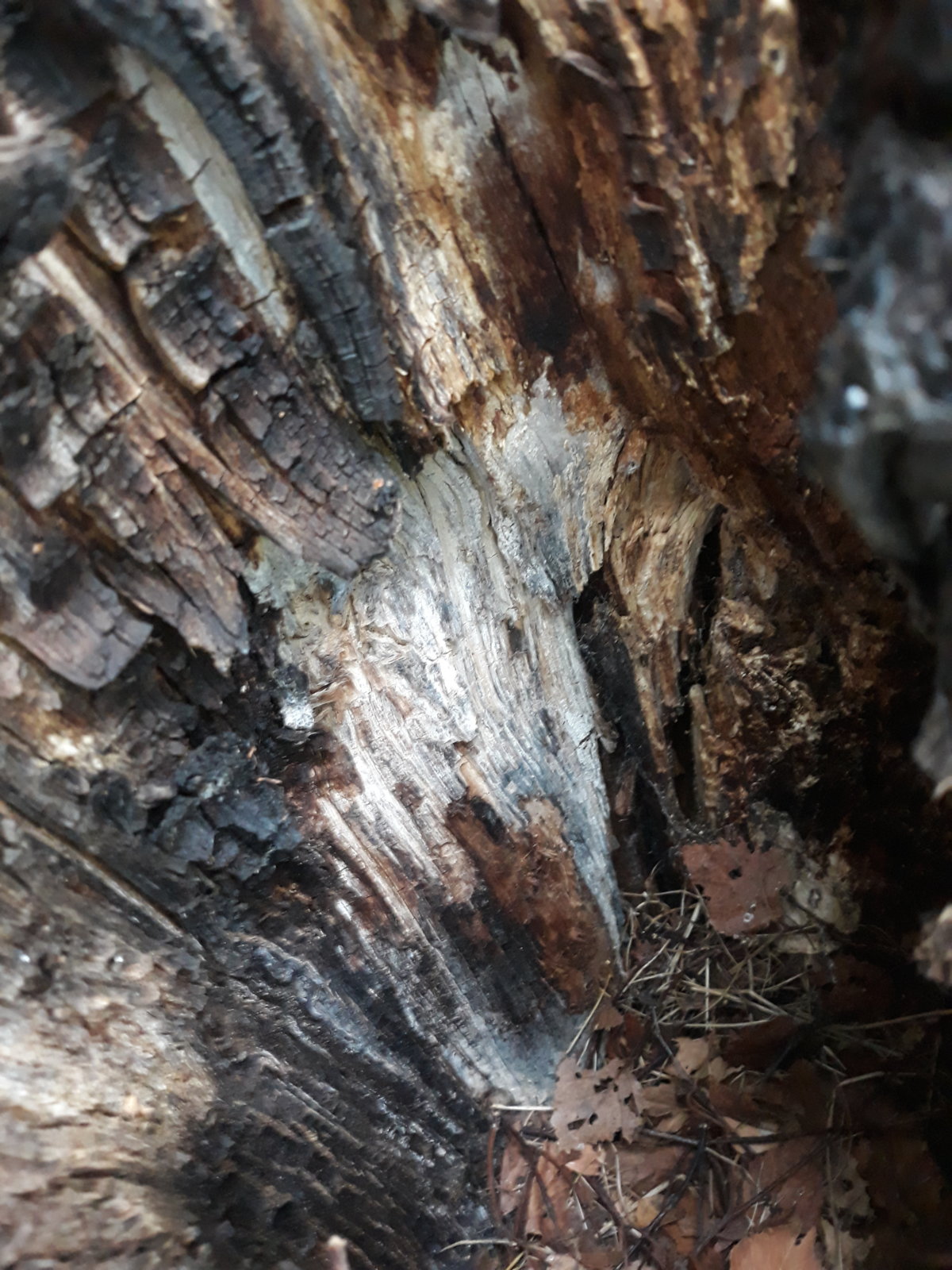 2019-05-05 17.43.09.jpg