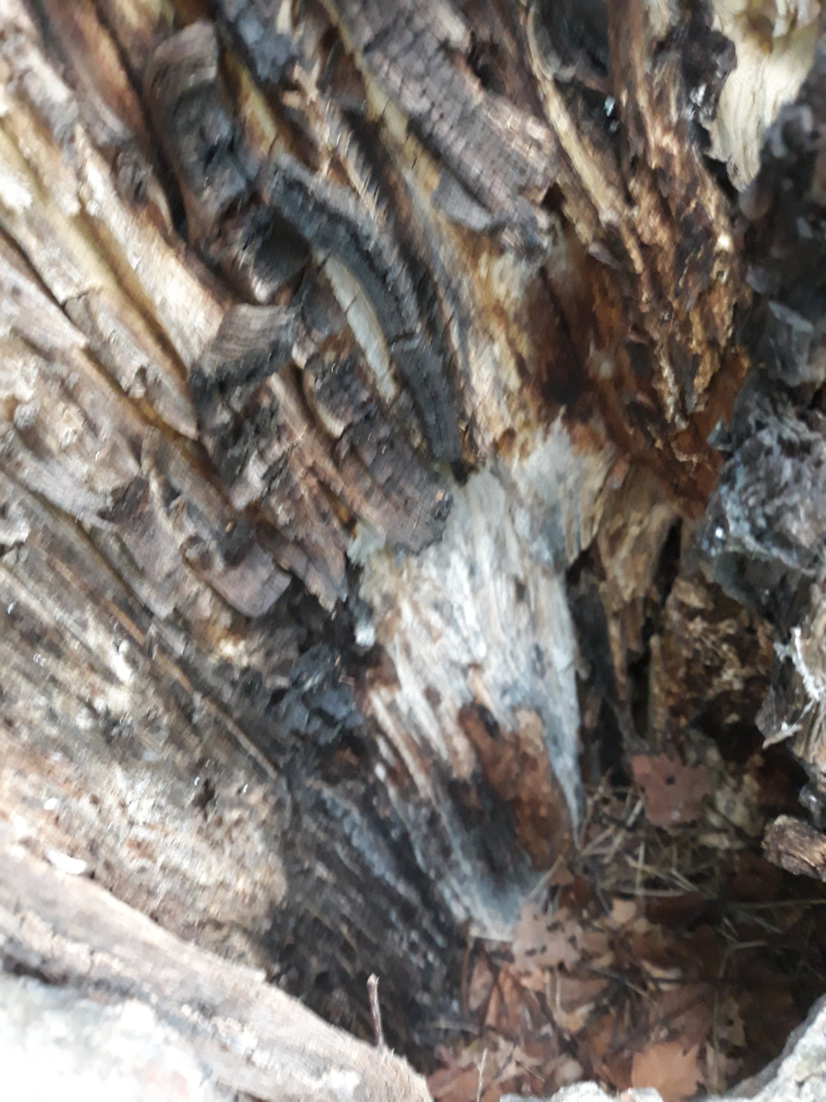 2019-05-05 17.43.58.jpg