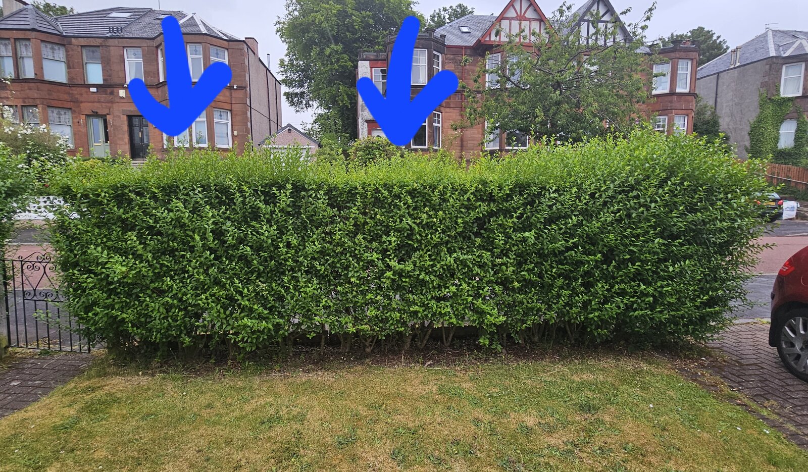 Hedge not growing in some sections DIYnot Forums