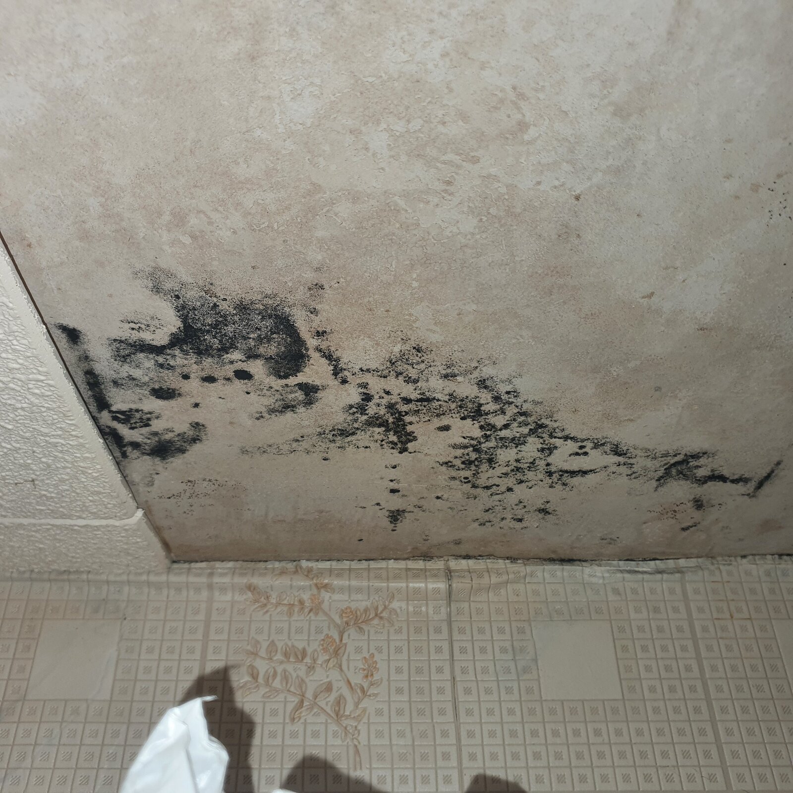 Mold on plasterboard can it be cleaned, or MUST it be replaced