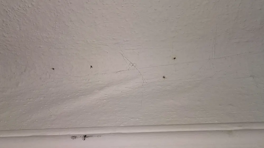 Can Anybody Tell Me If This Is Artex On My Ceiling Diynot