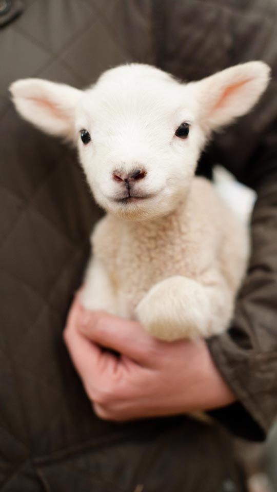 BabyLamb.jpg