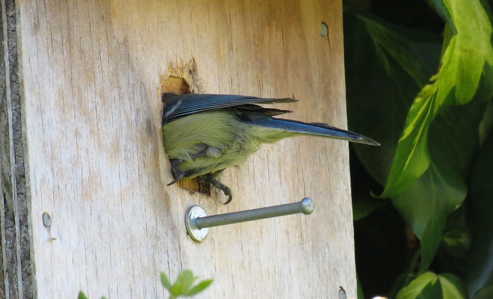 BlueTitIn_3093.jpg