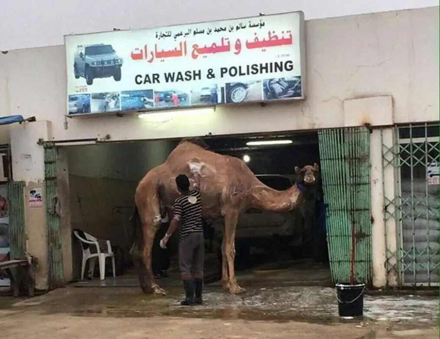Camel-in-car-wash.jpg