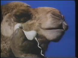 camel.jpg