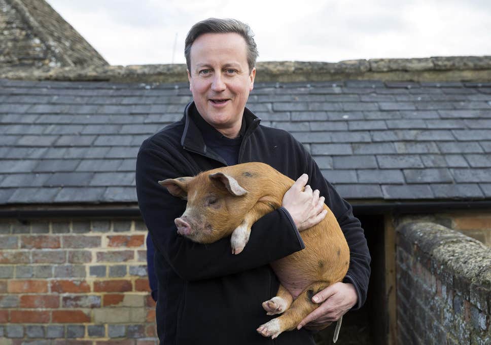 Cameron-Pig.jpg