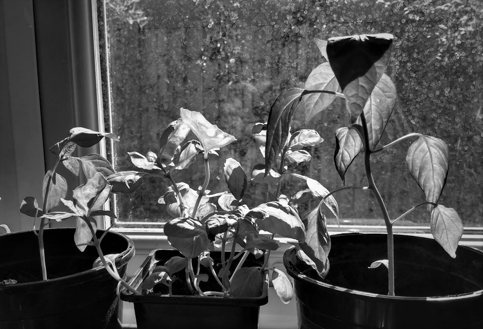 chillies and basil on windowsill bw.jpg