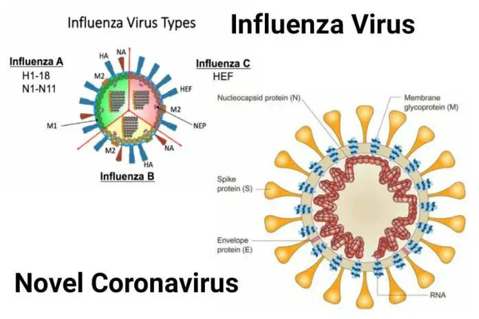 Comparisons-Between-Coronavirus-And -Influenza.jpg