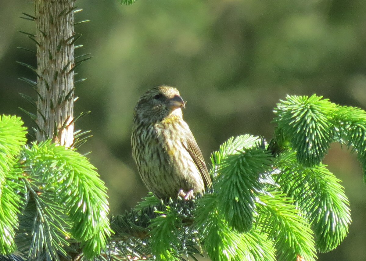 crossbill_4716.JPG