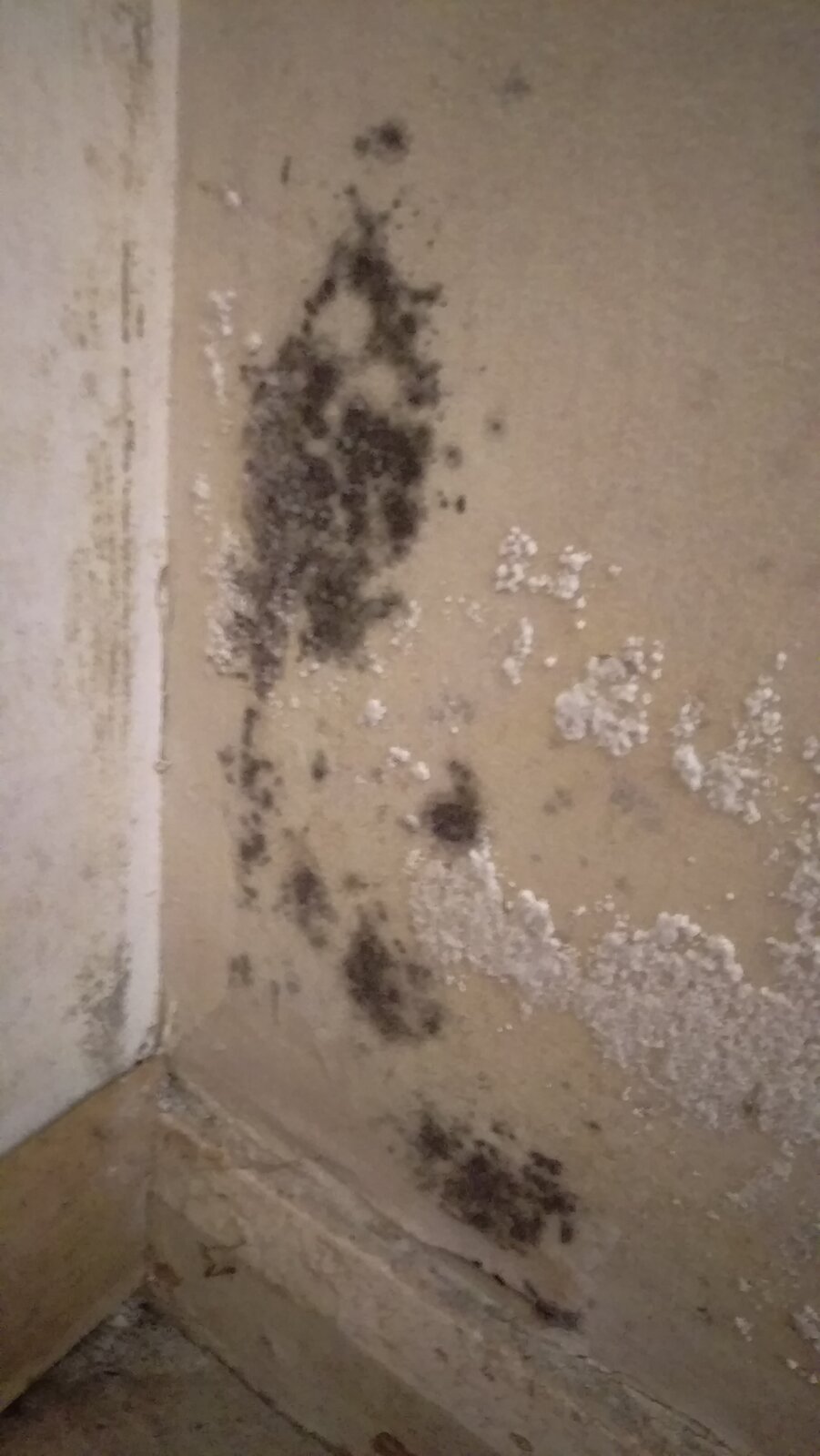 Downstairs toilet closer view of white and black mould.jpg