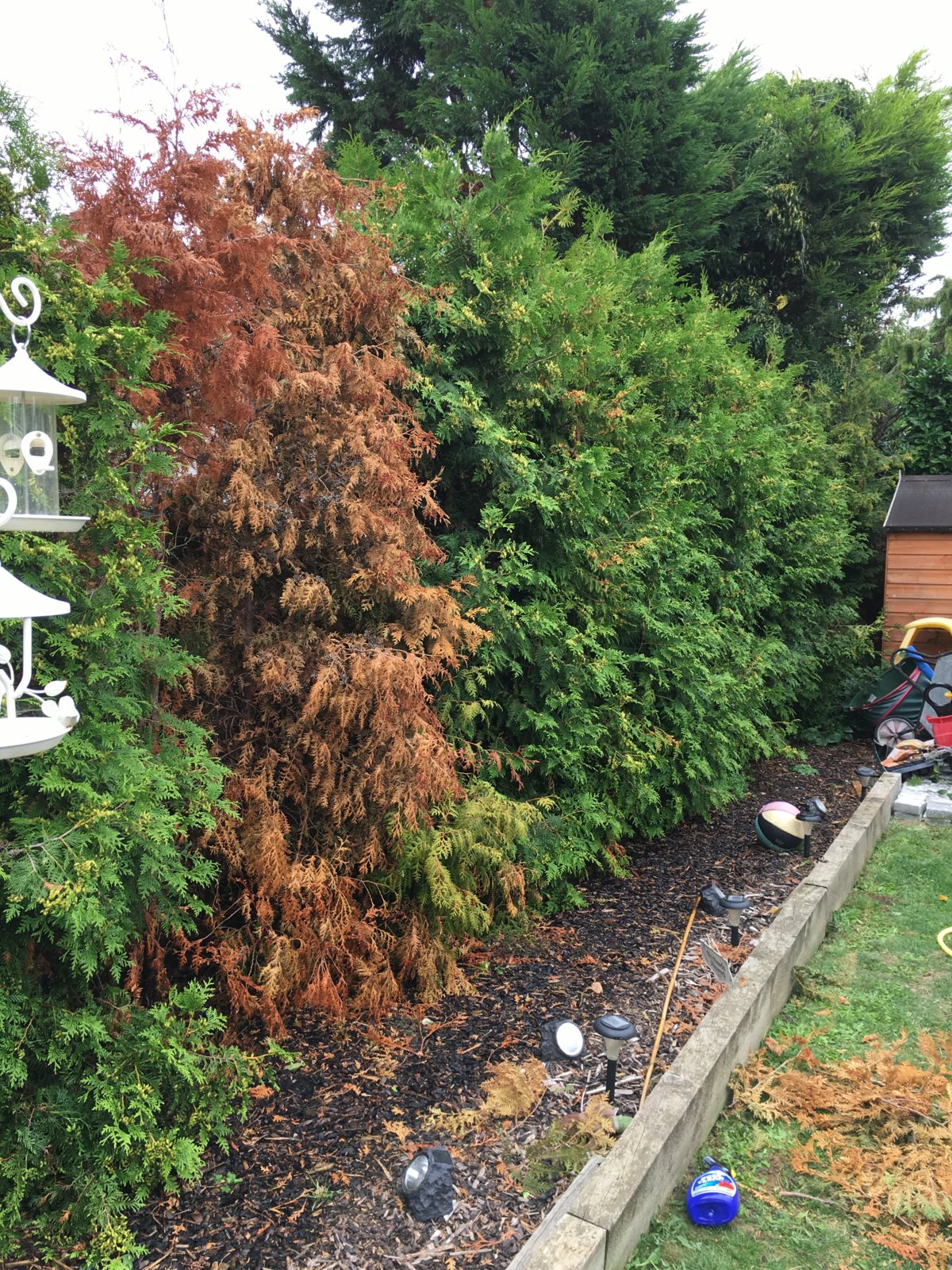 Dying Trees in Hedge DIYnot Forums