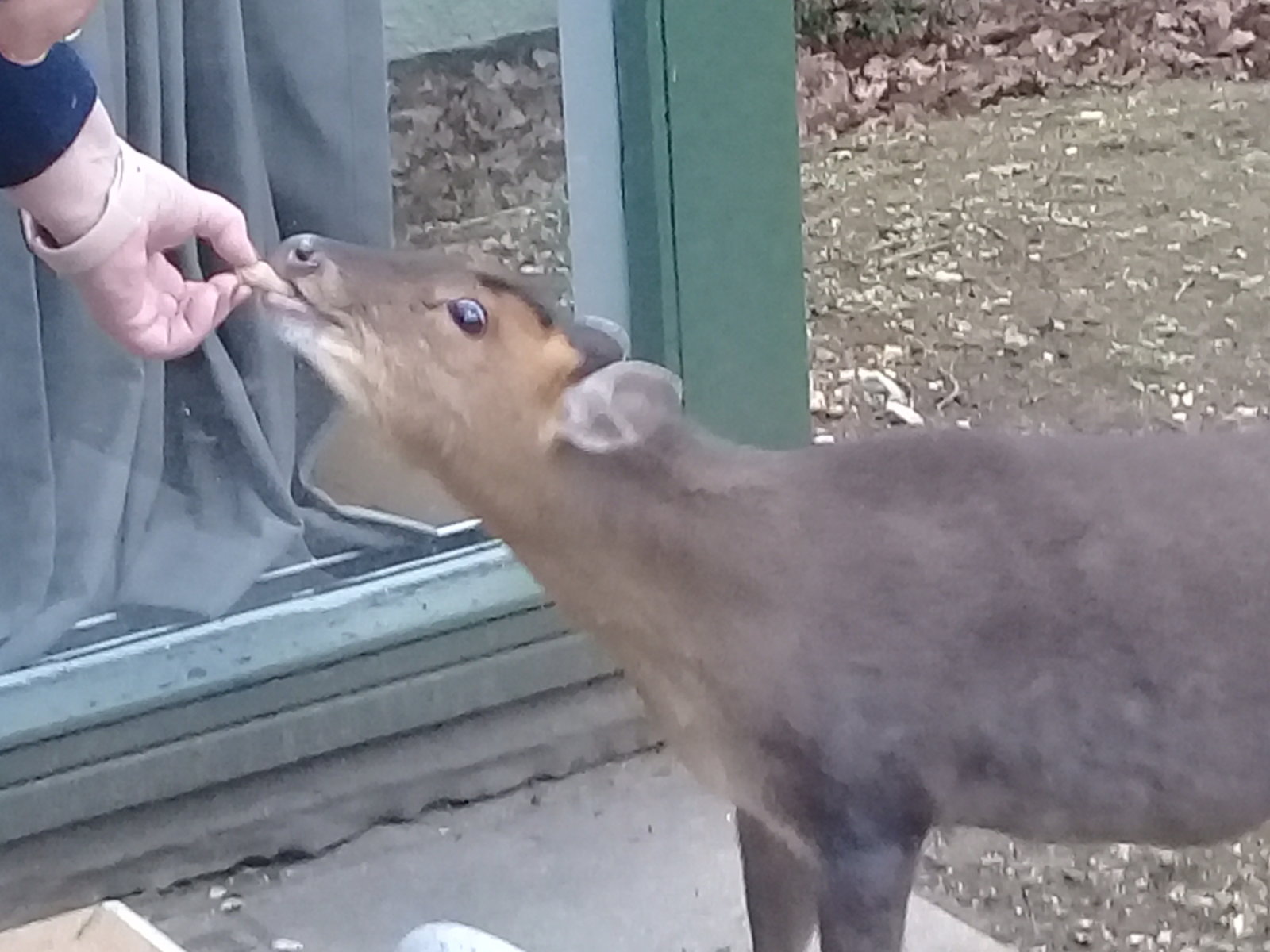 Feeding the Deer 1.jpg