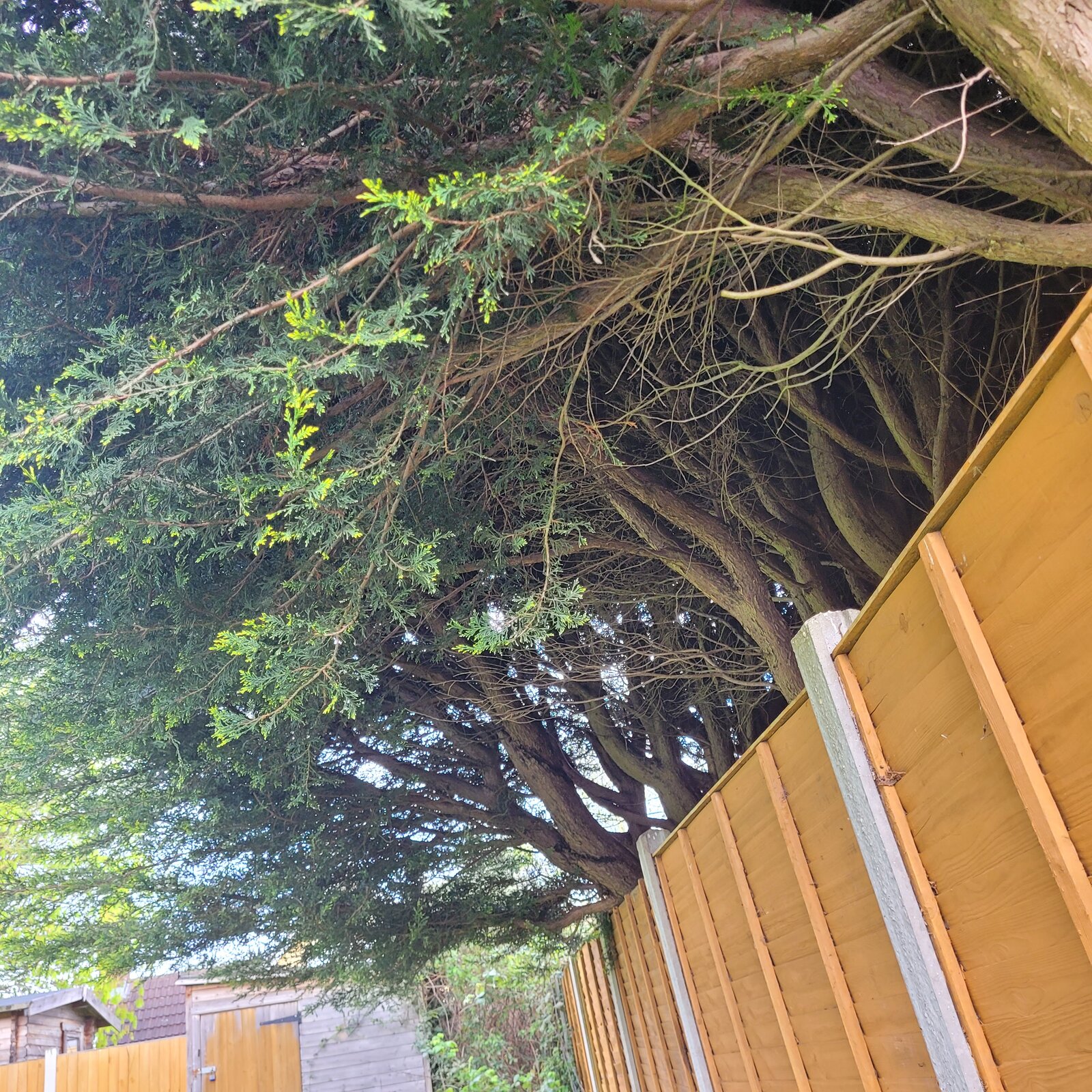 Overhanging Trees from Neighbour DIYnot Forums