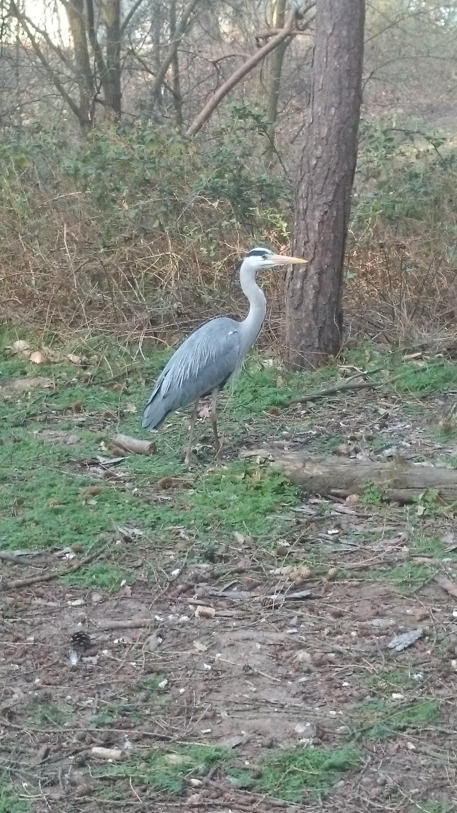 Heron.JPG