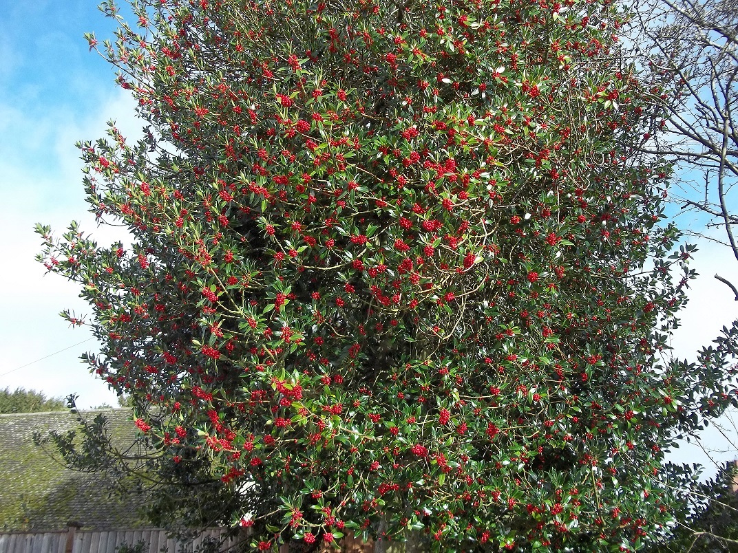 holly berry 1.jpg