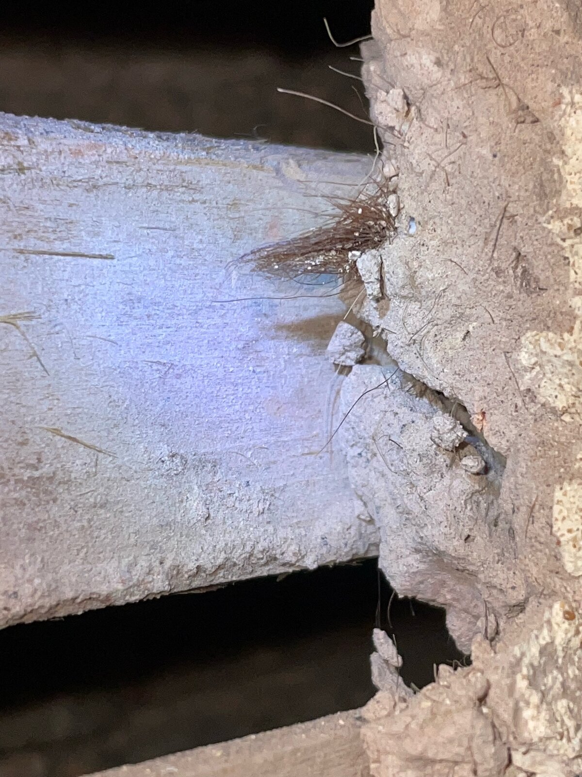 Lath and plaster asbestos? DIYnot Forums