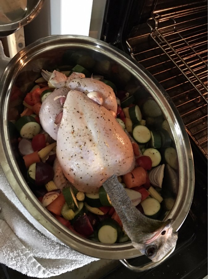 Do Ostriches make good pets? | Page 2 | DIYnot Forums