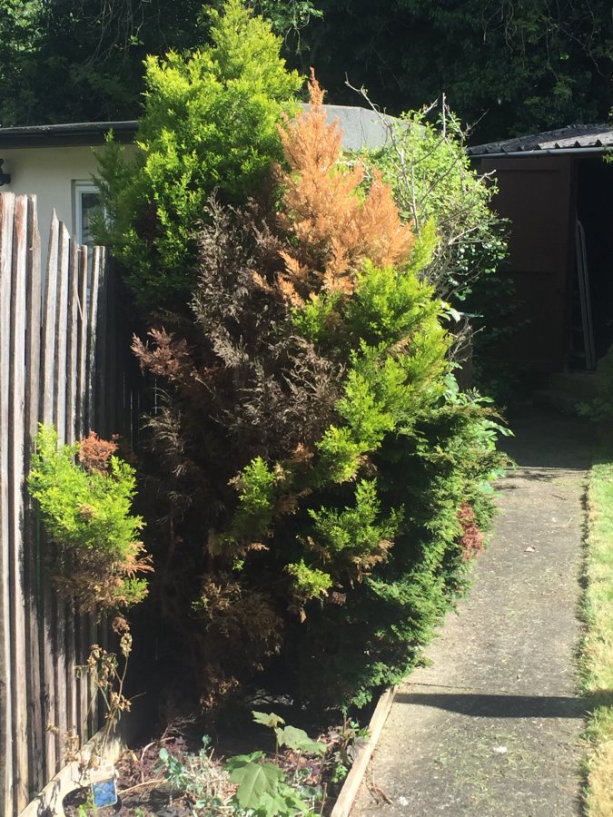 Rescue dying tree in garden DIYnot Forums