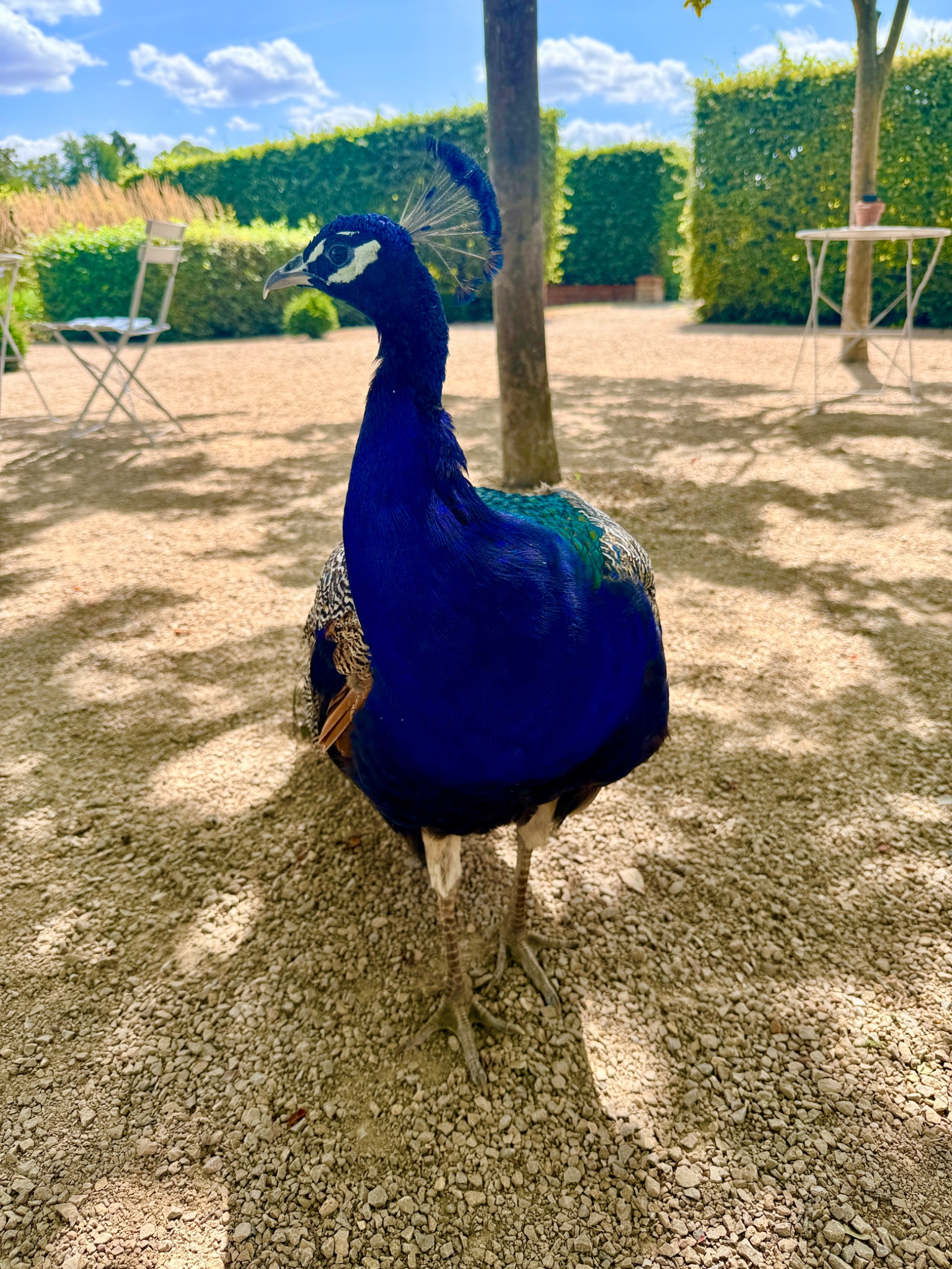 IMG_4146.jpeg