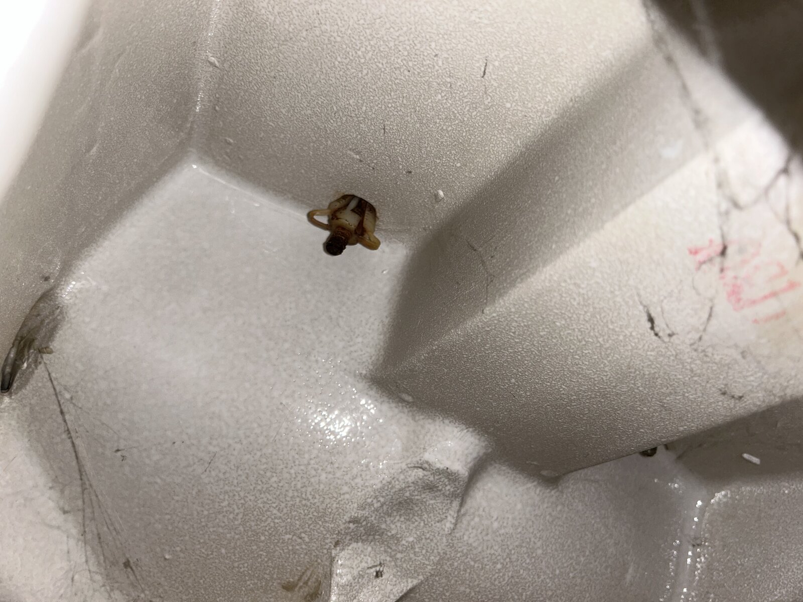 Help to take off toilet seat. DIYnot Forums