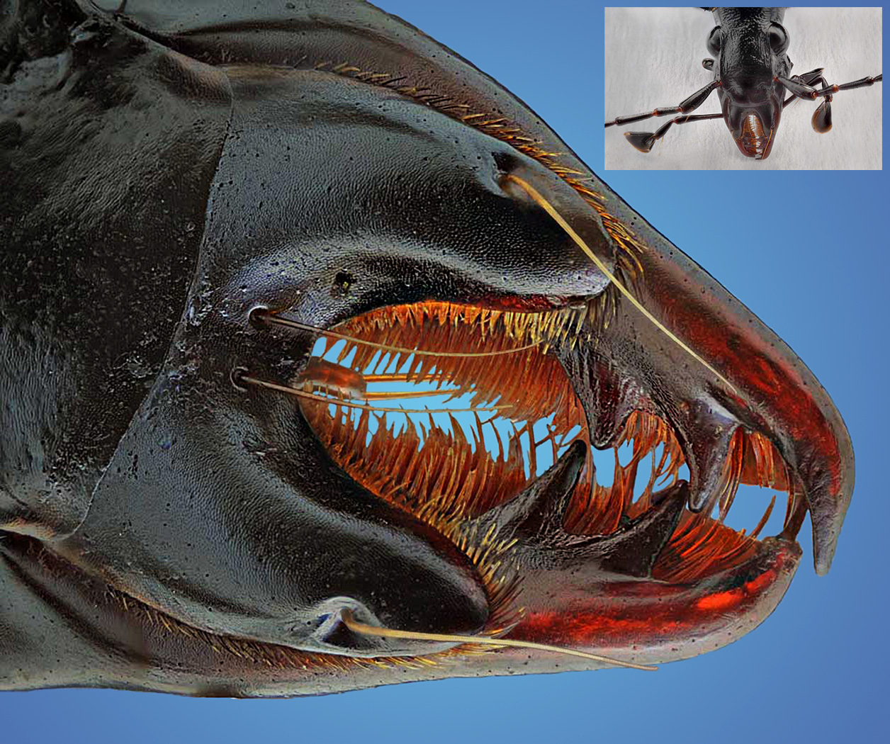 Jaws of the snail hunter Cychrus caraboides.jpg