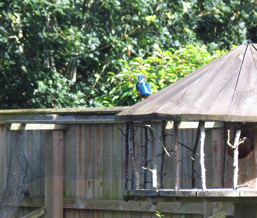 kingfisher_2863.JPG
