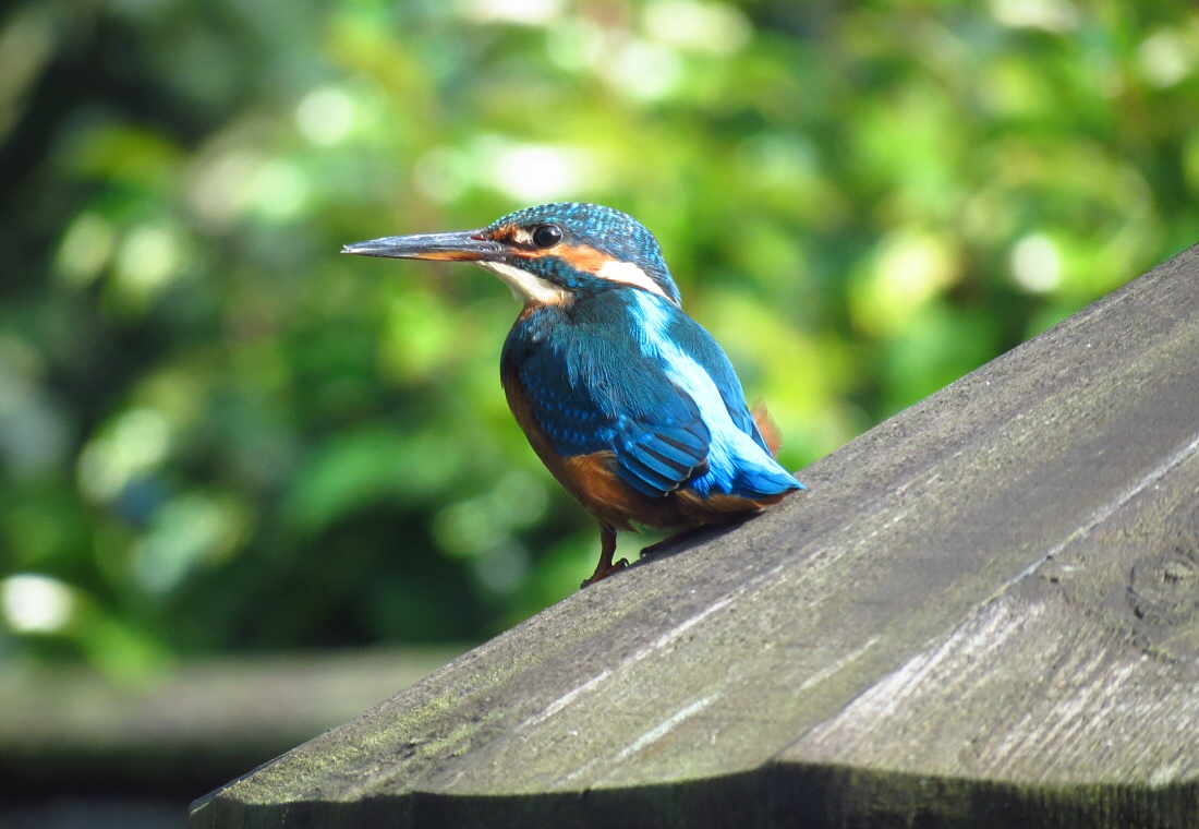 kingfisher_2864.JPG