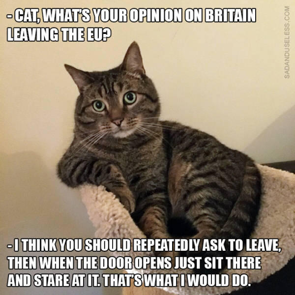 KittyBrexit.jpg