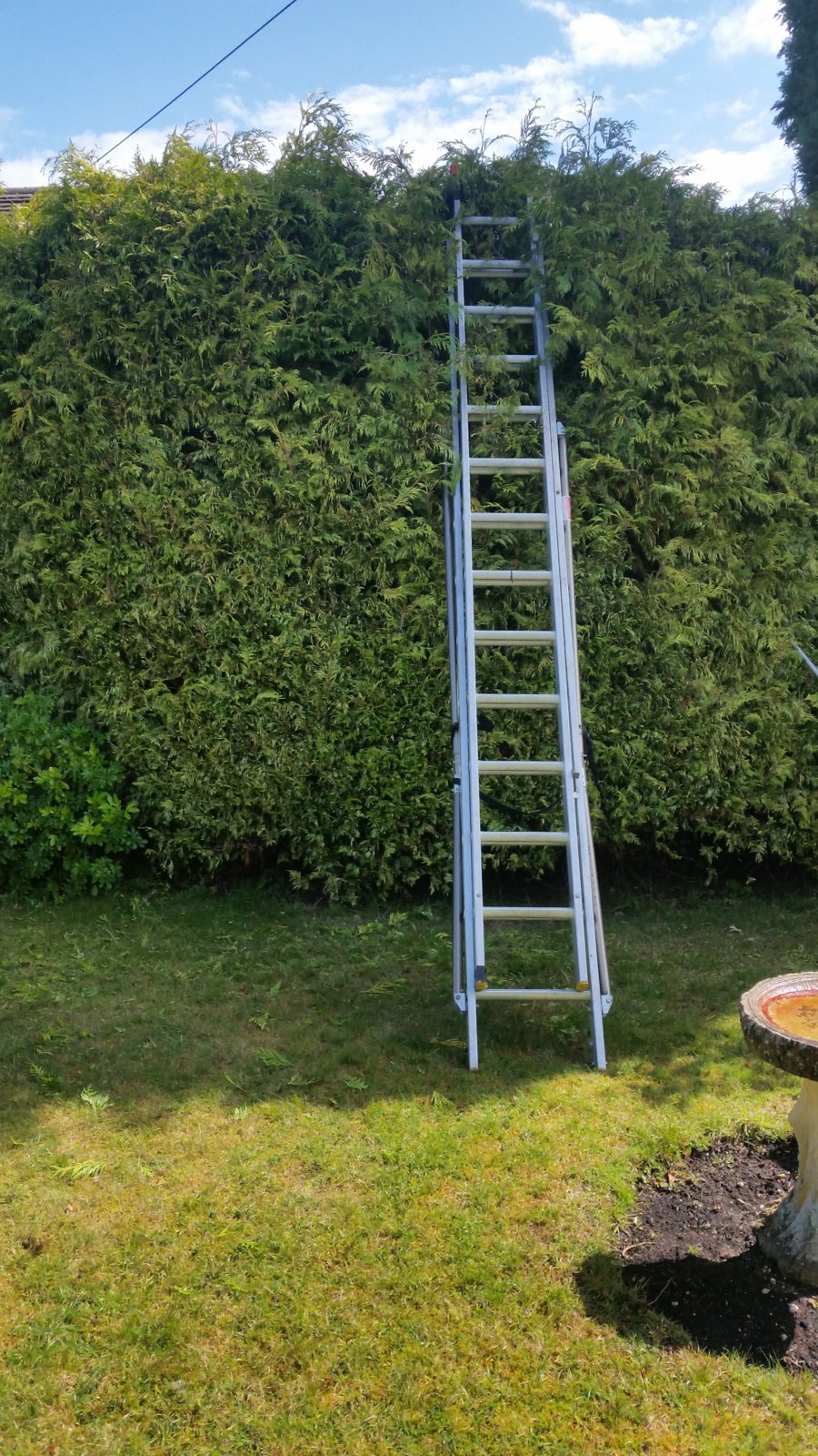 ladder in hedge.jpg