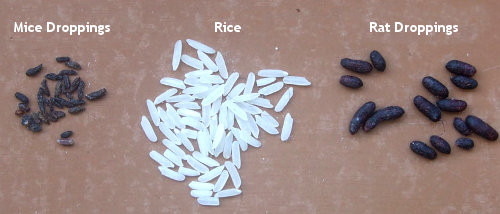 mice-rat-droppings.jpg
