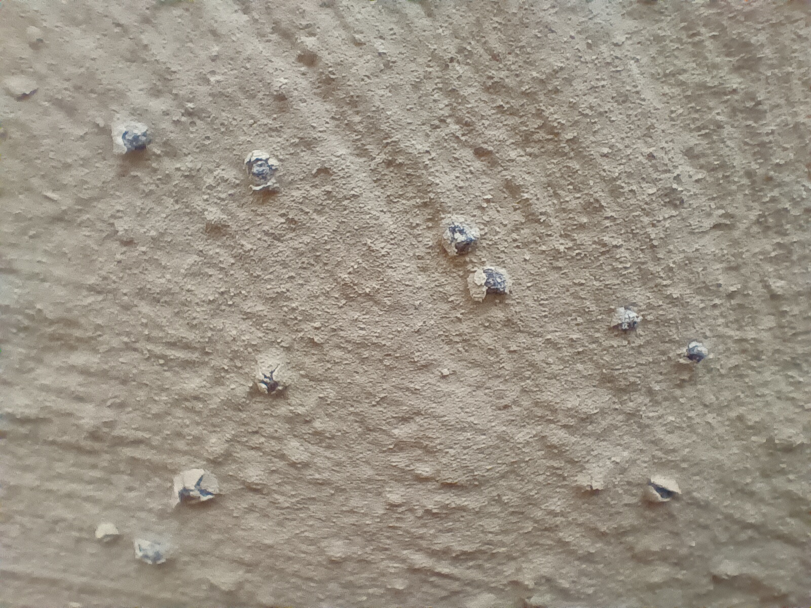 Mold Growth.jpg