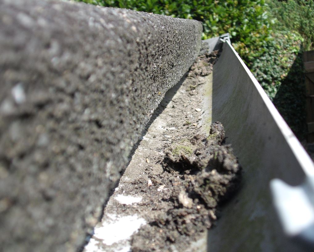 Moss in shed gutter.JPG