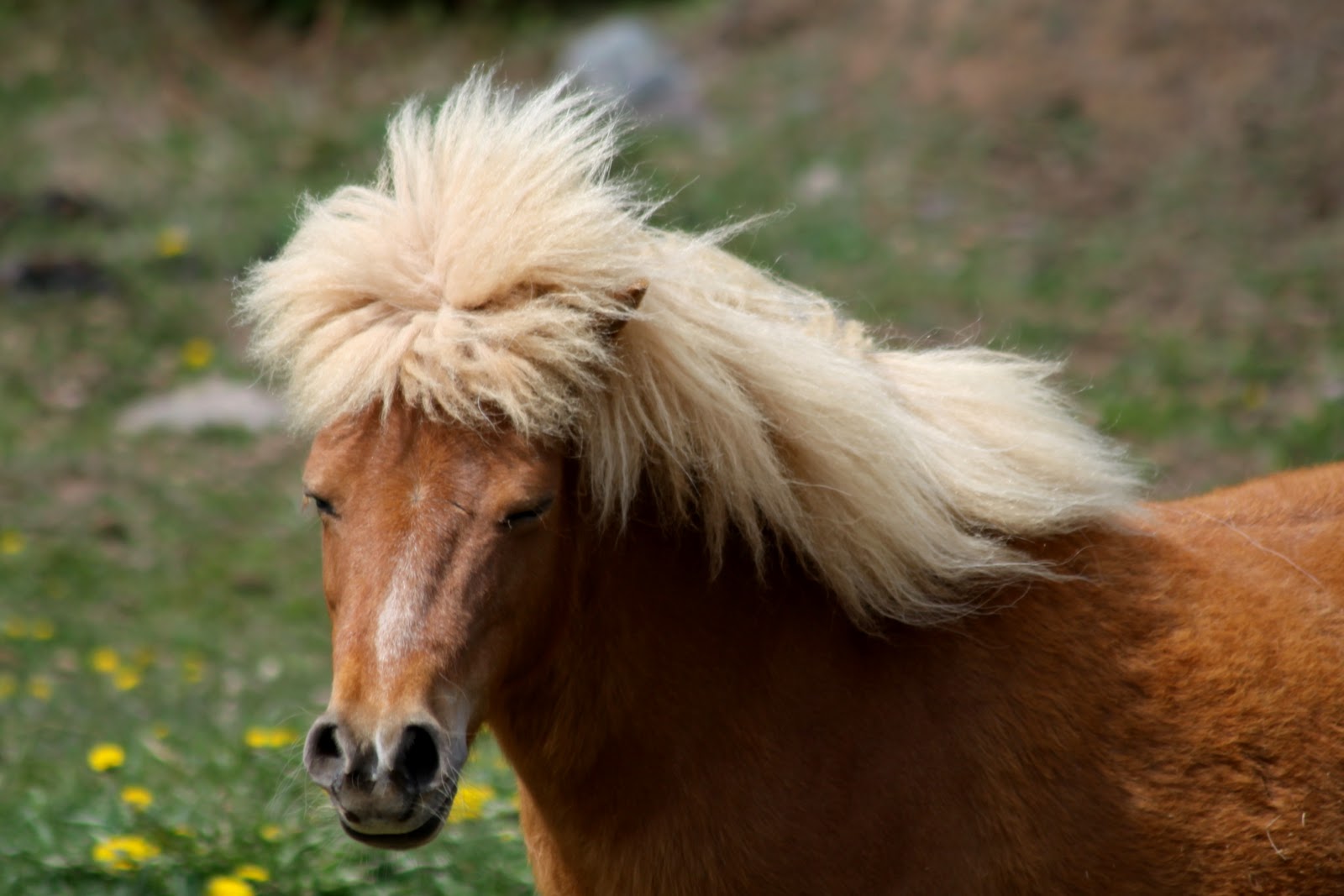 mullet horse 2.jpg