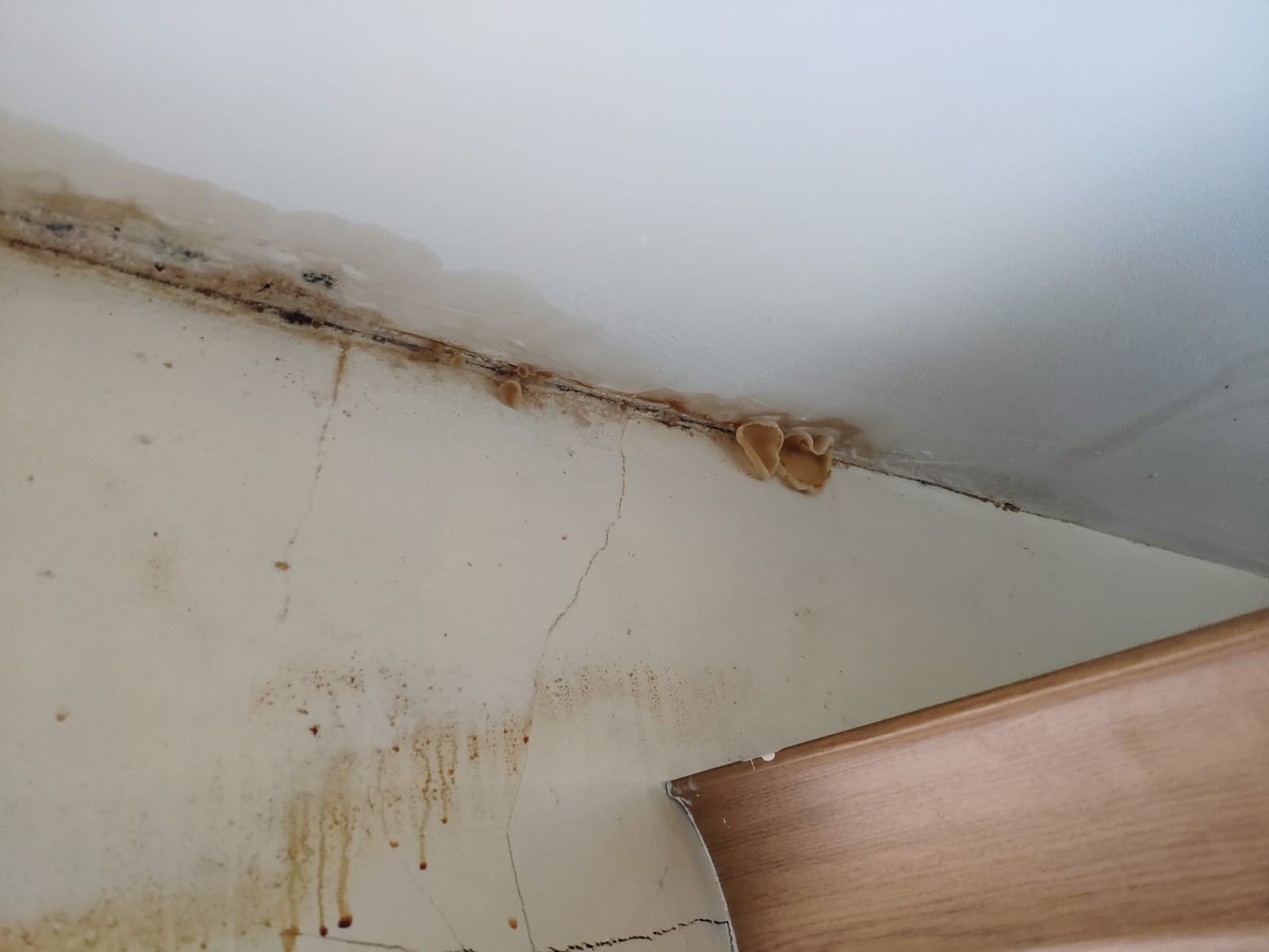 Mushroom fungi growth on kitchen ceiling after a water leak DIYnot Forums