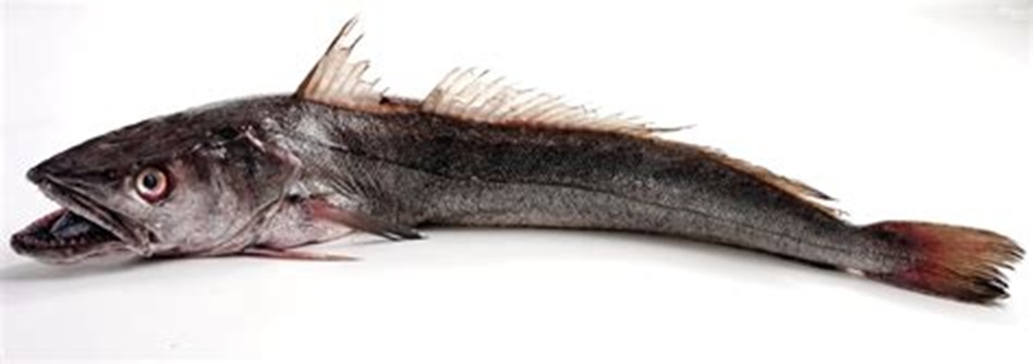 OIP-1297957096.jpg