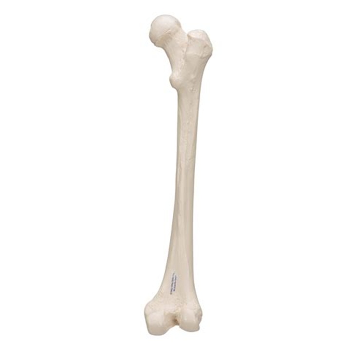 OIP-2593604876.jpg