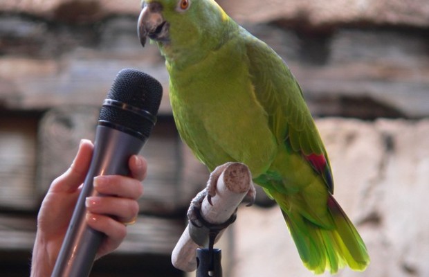 parrot-talking-620x400.jpeg