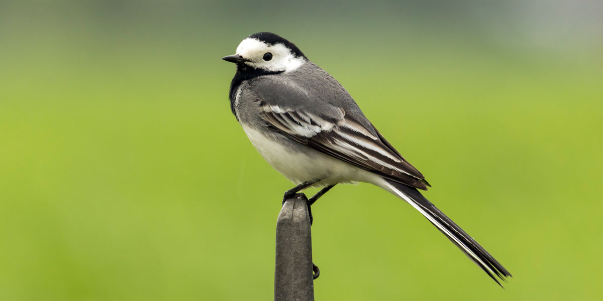 pied-wagtail.jpg