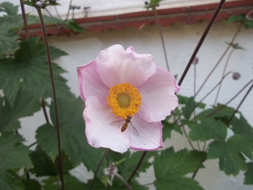 purple and diner.jpg