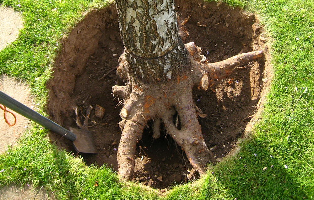 roots_5644.JPG